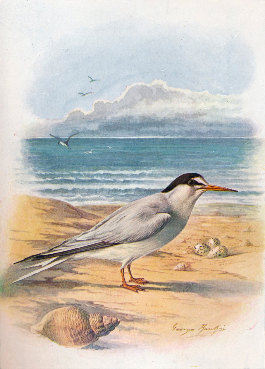 Little Tern - Sterna minuta، c1910، 1910 بواسطة جورج جيمس رانكين