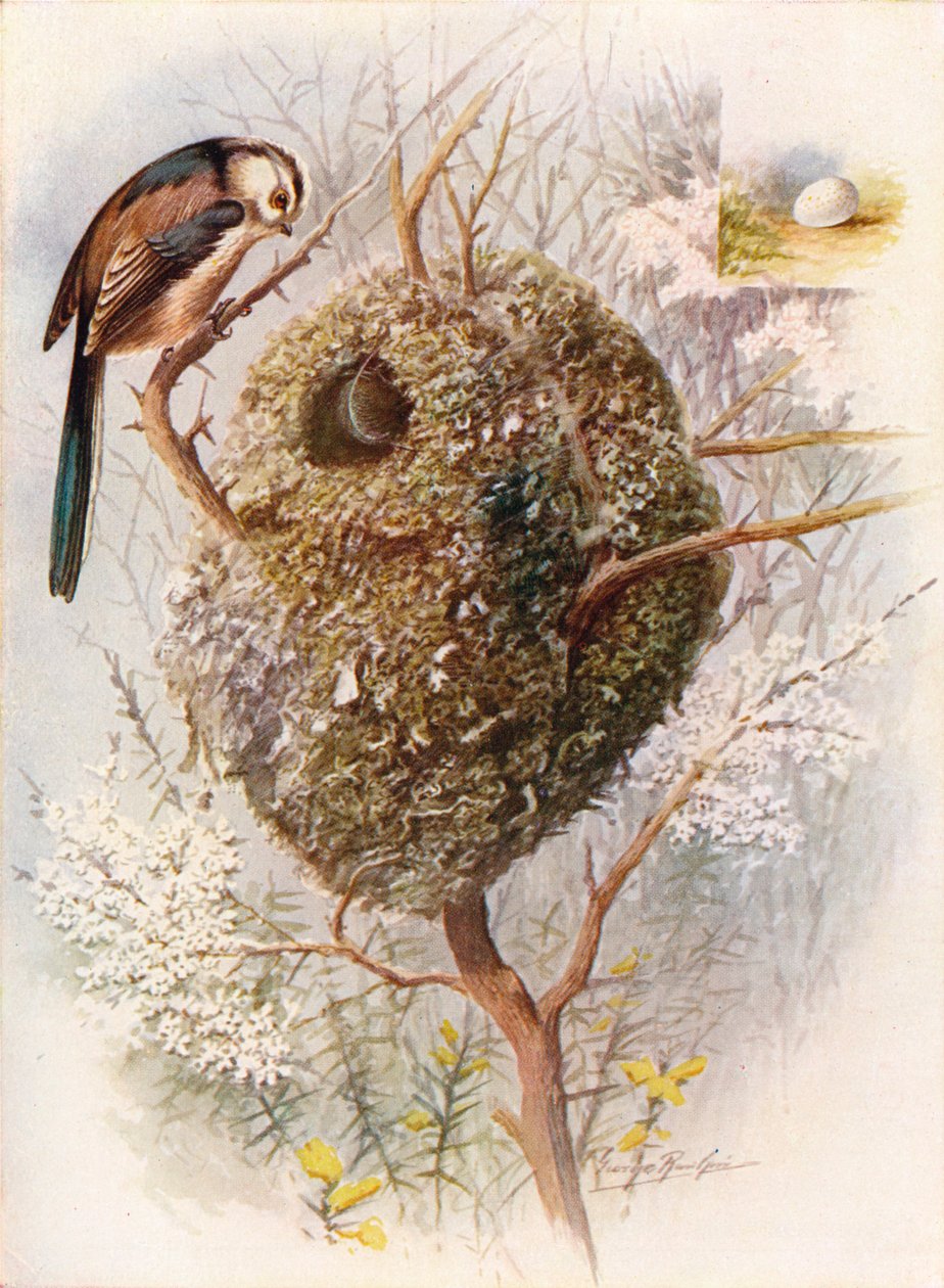 الحلمة الطويلة الذيل - Acredula caudata ، c1910 ، 1910 بواسطة جورج جيمس رانكين