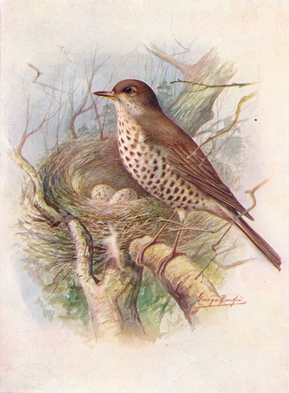 Mistle-Thrush - Turdus viscivorus، c1910، 1910 بواسطة جورج جيمس رانكين