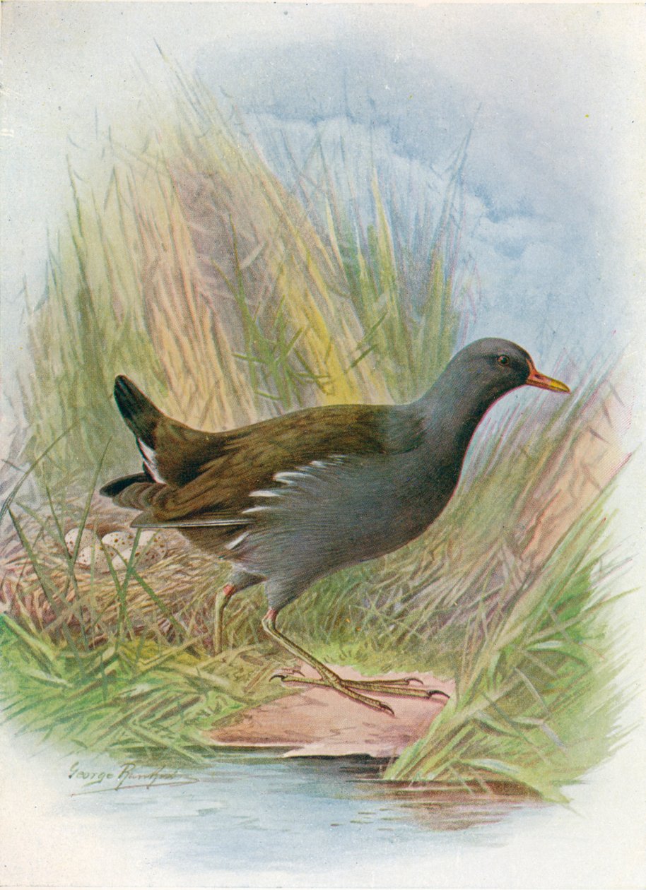 Moorhen أو Waterhen - Gallinula chloropus ، c1910 ، 1910 بواسطة جورج جيمس رانكين