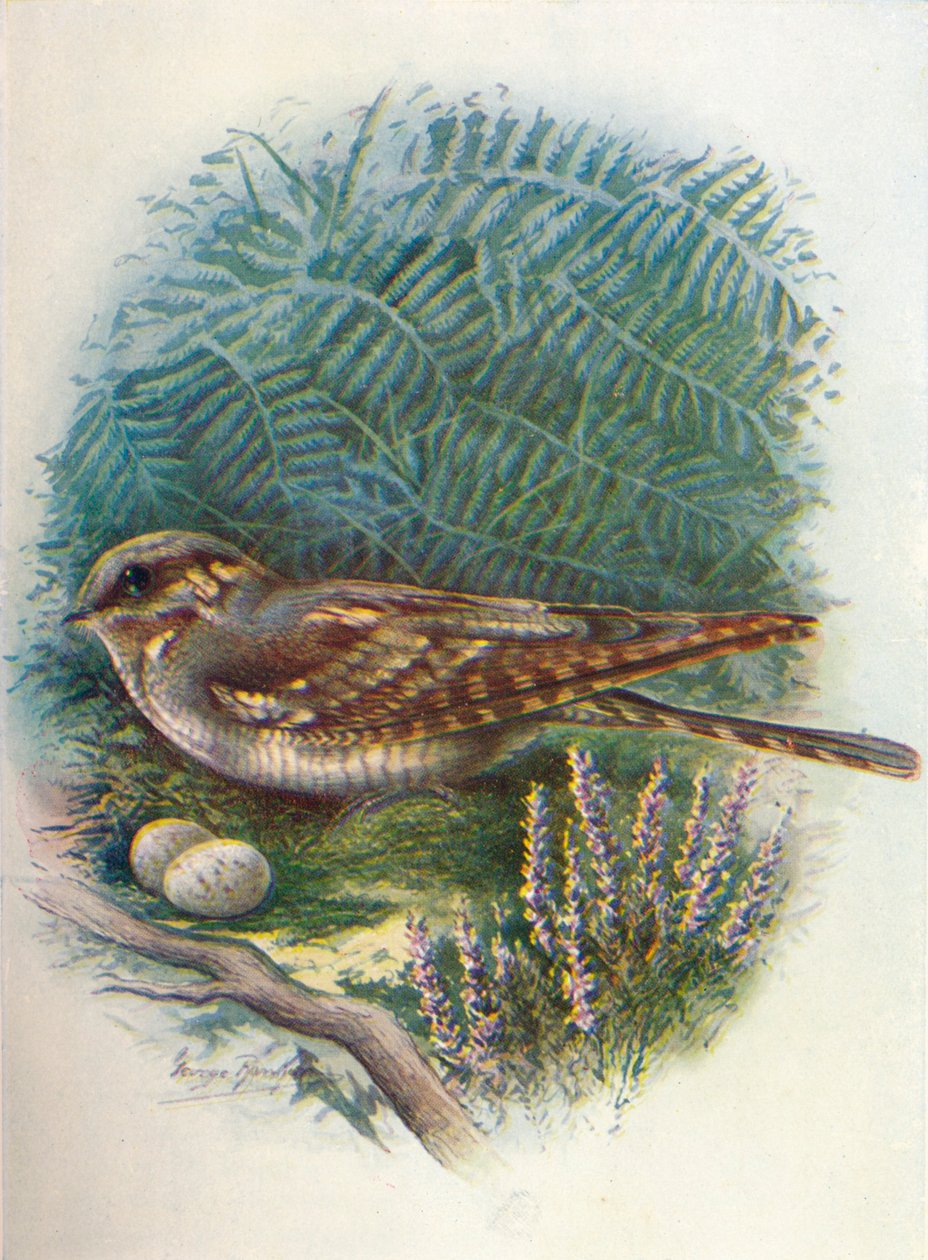 Night-Jar أو Goat-Sucker - Caprimulgus europaeus ، c1910 ، 1910 بواسطة جورج جيمس رانكين