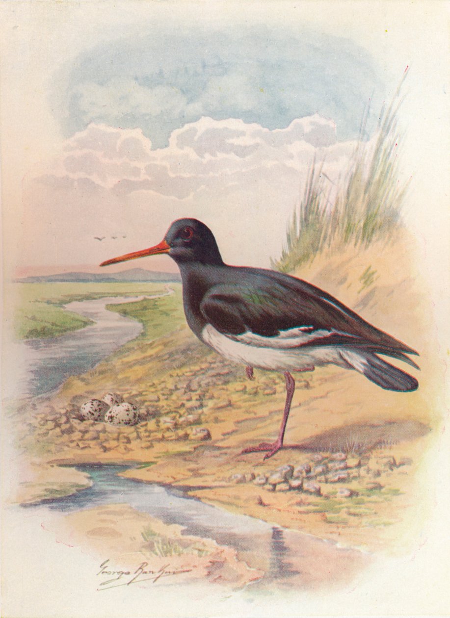 أويستر كاتشر - Haematopus ostralegus ، c1910 ، 1910 بواسطة جورج جيمس رانكين