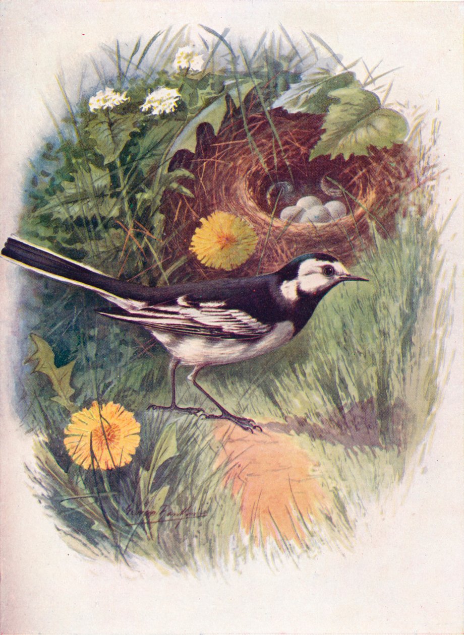 ذعرة مزدحمة - Motacilla lugubris ، c1910 ، 1910 بواسطة جورج جيمس رانكين