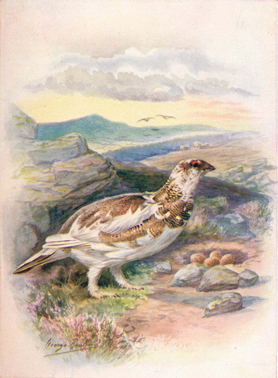 Ptarmigan - Lagopus الكلام ، c1910 ، 1910 بواسطة جورج جيمس رانكين