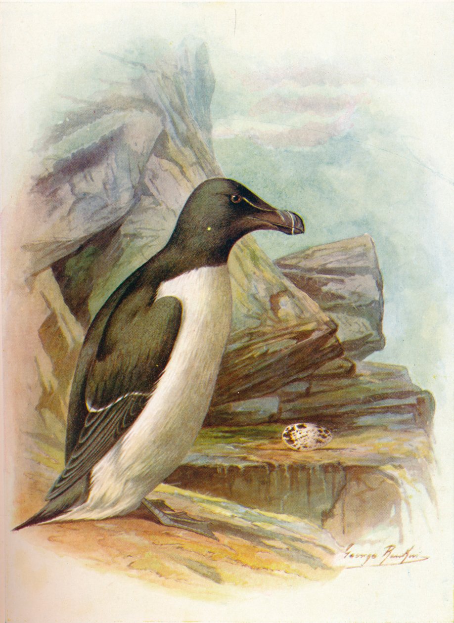 Razorbill - Alca torda، c1910، 1910 بواسطة جورج جيمس رانكين