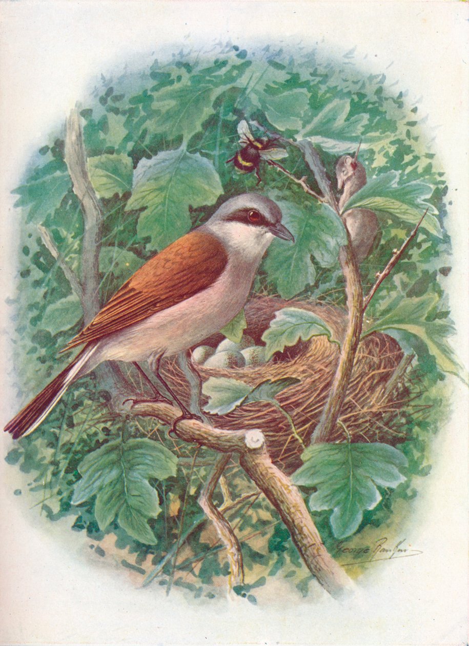 الصرد الأحمر المدعوم - Lanius collurio ، c1910 ، 1910 بواسطة جورج جيمس رانكين