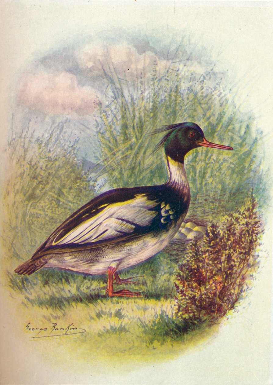 Merganser ذو الصدر الأحمر - Mergus serrator ، c1910 ، 1910 بواسطة جورج جيمس رانكين