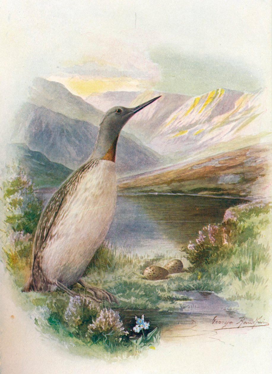 غواص أحمر الحلق - Colymbus septentrionalis ، c1910 ، 1910 بواسطة جورج جيمس رانكين