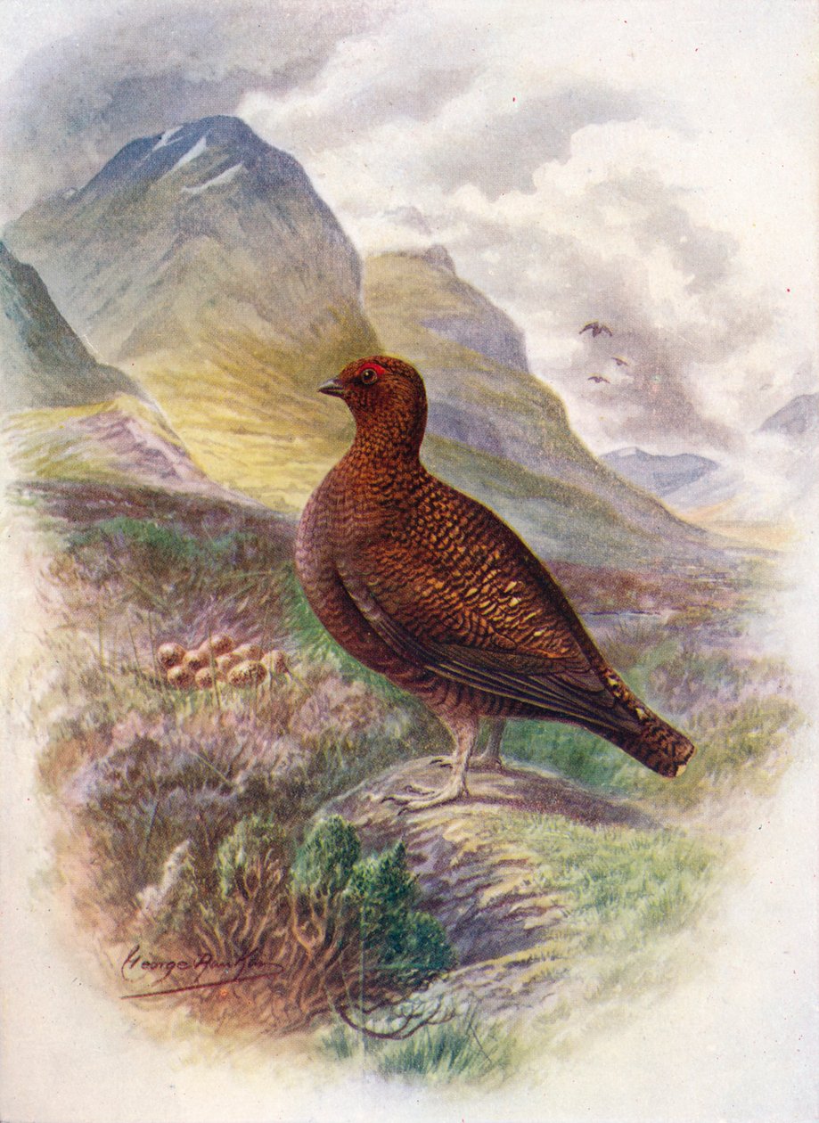 Red Grouse - Lagopus scoticus ، c1910 ، 1910 بواسطة جورج جيمس رانكين