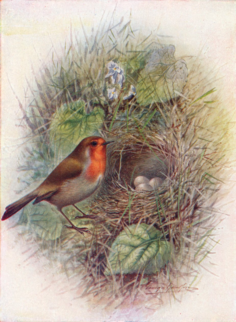 Redbreast or Robin - Ethiophacus rubecula، c1910، 1910 بواسطة جورج جيمس رانكين