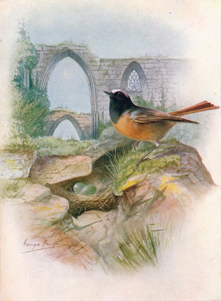 ريدستارت - Ruticilla phoenicurus ، c1910 ، 1910 بواسطة جورج جيمس رانكين