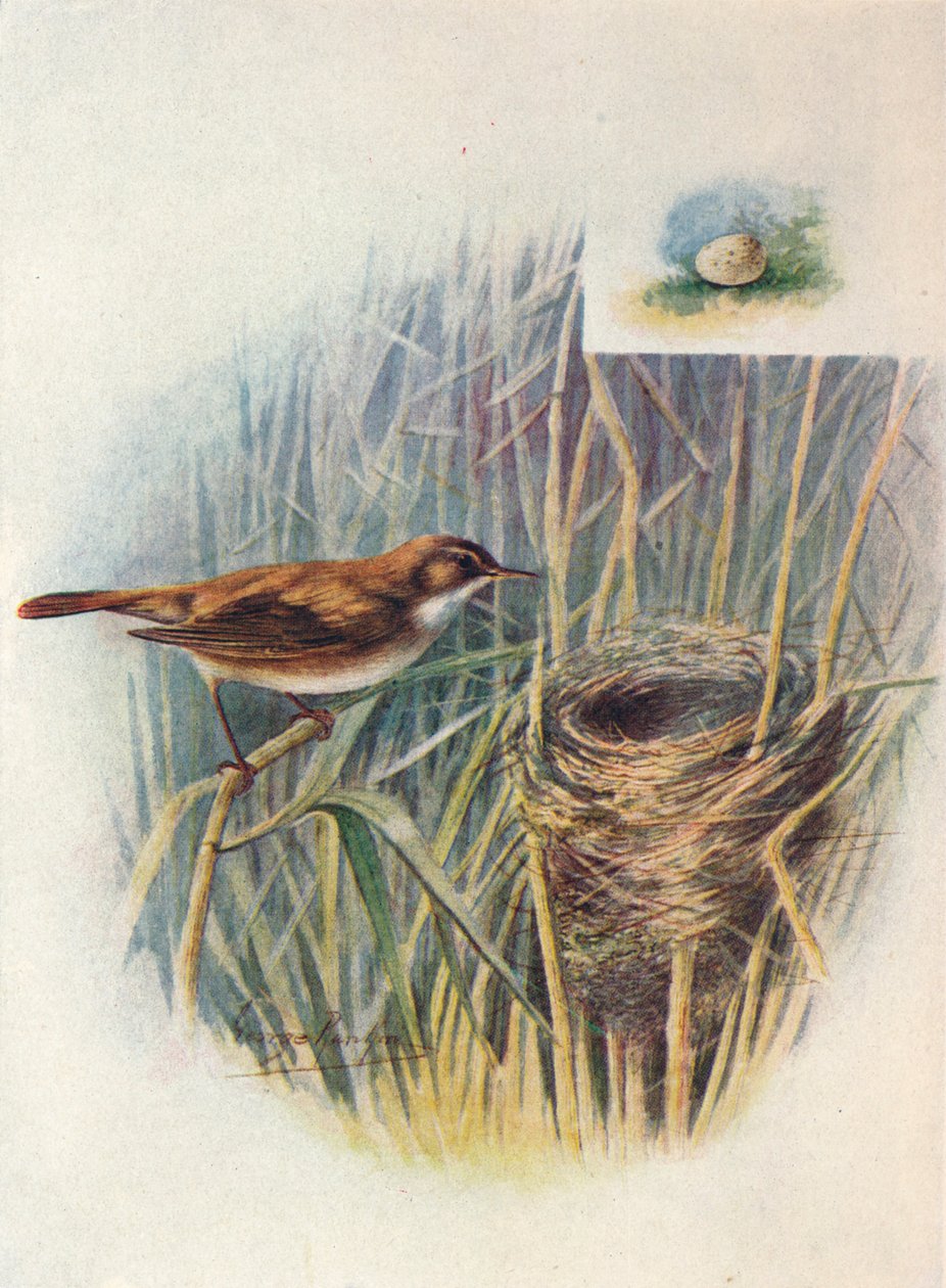 Reed-Warbler - Acrocephalus Streperus ، C1910 ، 1910 بواسطة جورج جيمس رانكين