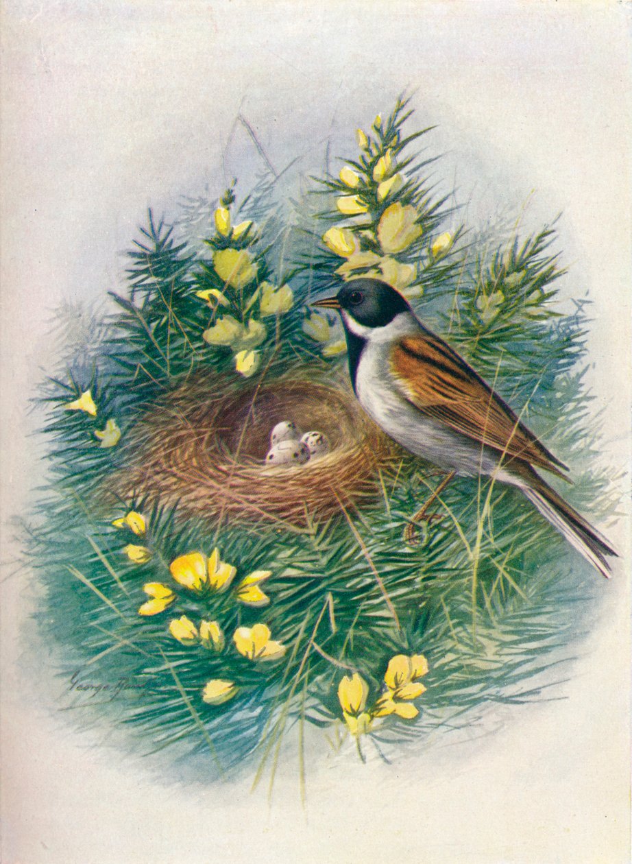 Reed Bunting - Embriza schoeniclus، c1910، 1910 بواسطة جورج جيمس رانكين