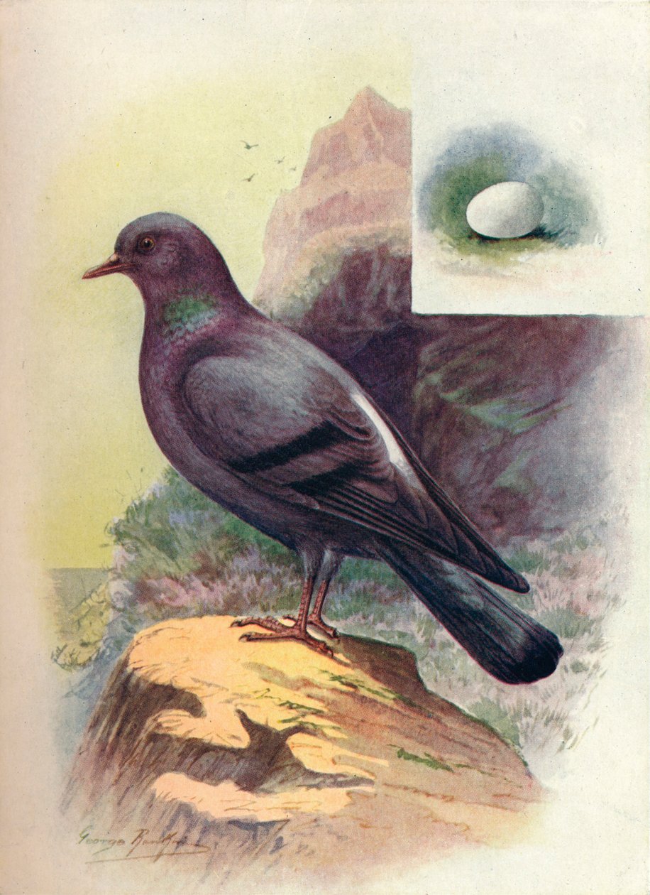 Rock-Pigeon - Columba livia ، c1910 ، 1910 بواسطة جورج جيمس رانكين