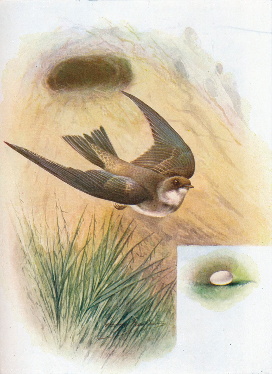 Sand-Martin - Cotile riparia ، c1910 ، 1910 بواسطة جورج جيمس رانكين