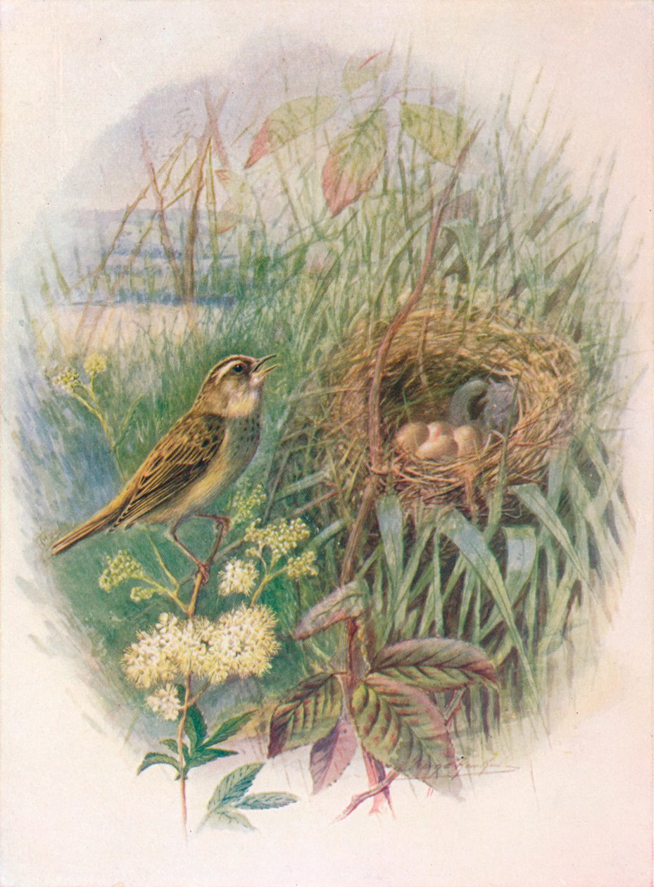 Sedge-Warbler - التهاب البراغي الدماغي ، c1910 ، 1910 بواسطة جورج جيمس رانكين