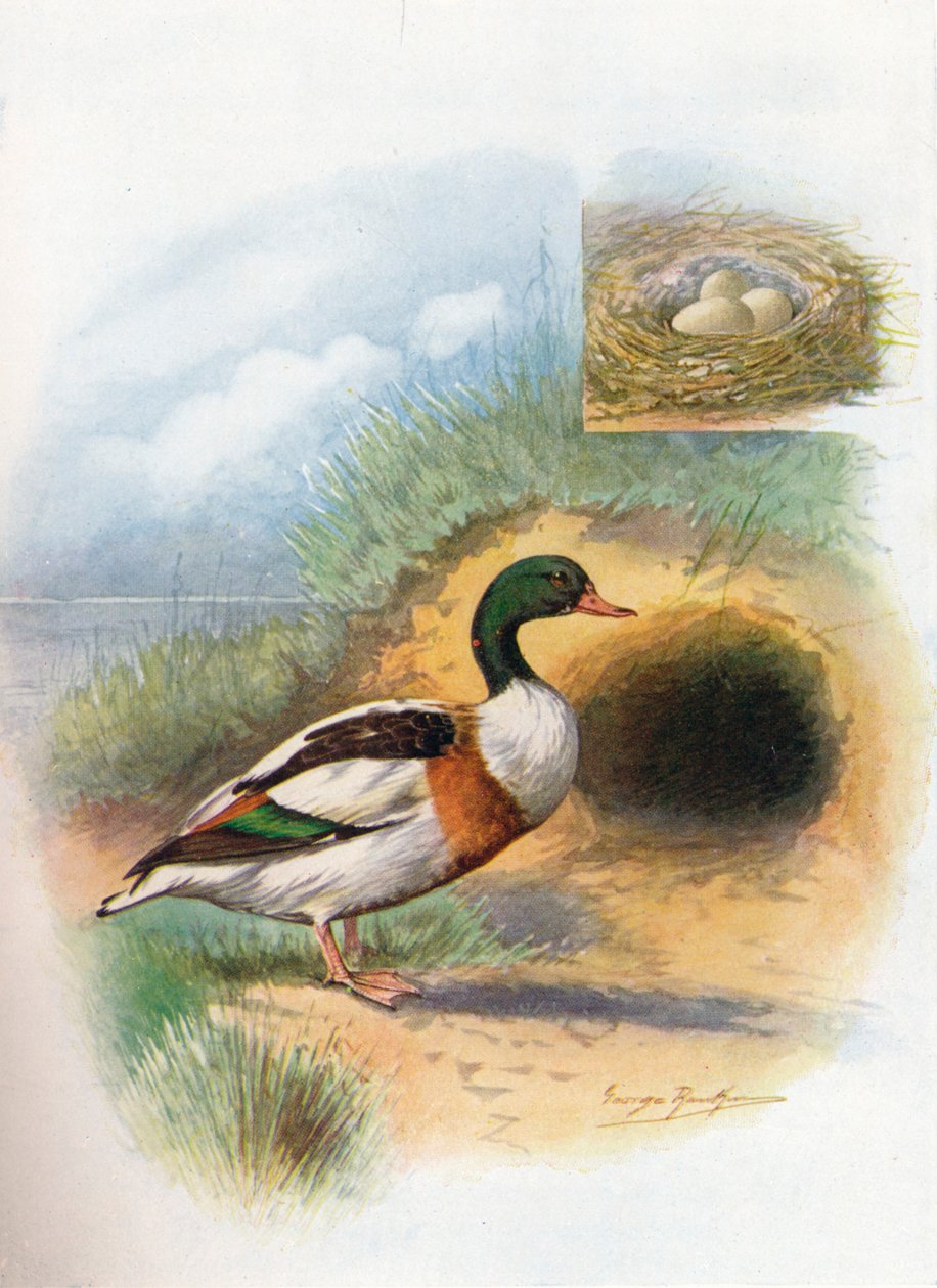 Sheld-Duck أو Sheldrake - Tadorna cornuta، c1910، 1910 بواسطة جورج جيمس رانكين