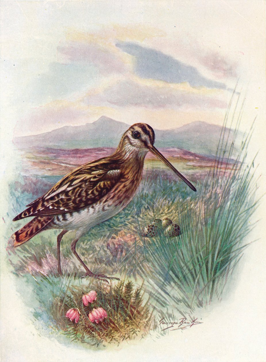 Snipe - The Woodcock Heaven ، c1910 ، 1910 بواسطة جورج جيمس رانكين