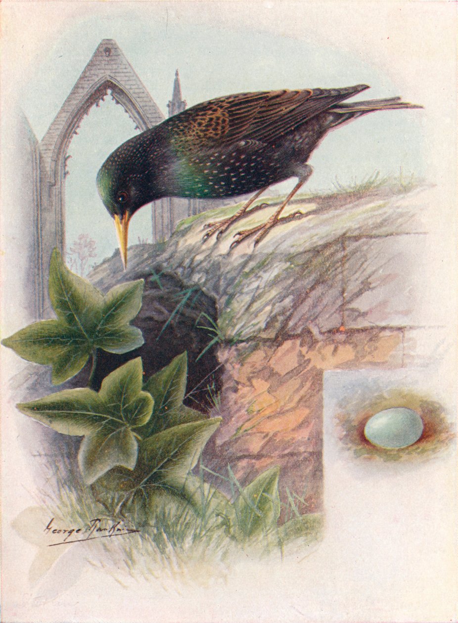 زرزور - Sturnus الشائع ، 1910 ، 1910 بواسطة جورج جيمس رانكين