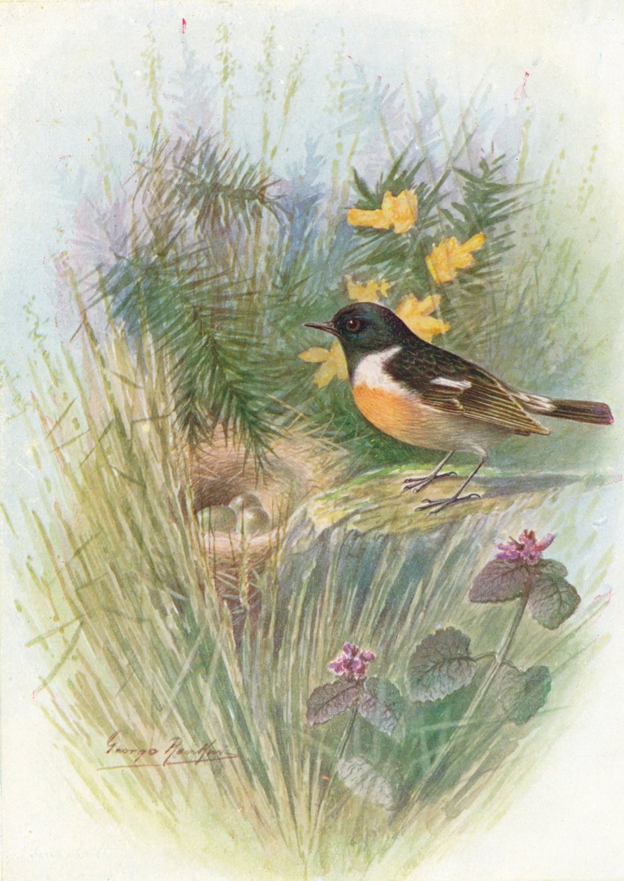Stonechat - Pratincola rubicola ، c1910 ، 1910 بواسطة جورج جيمس رانكين