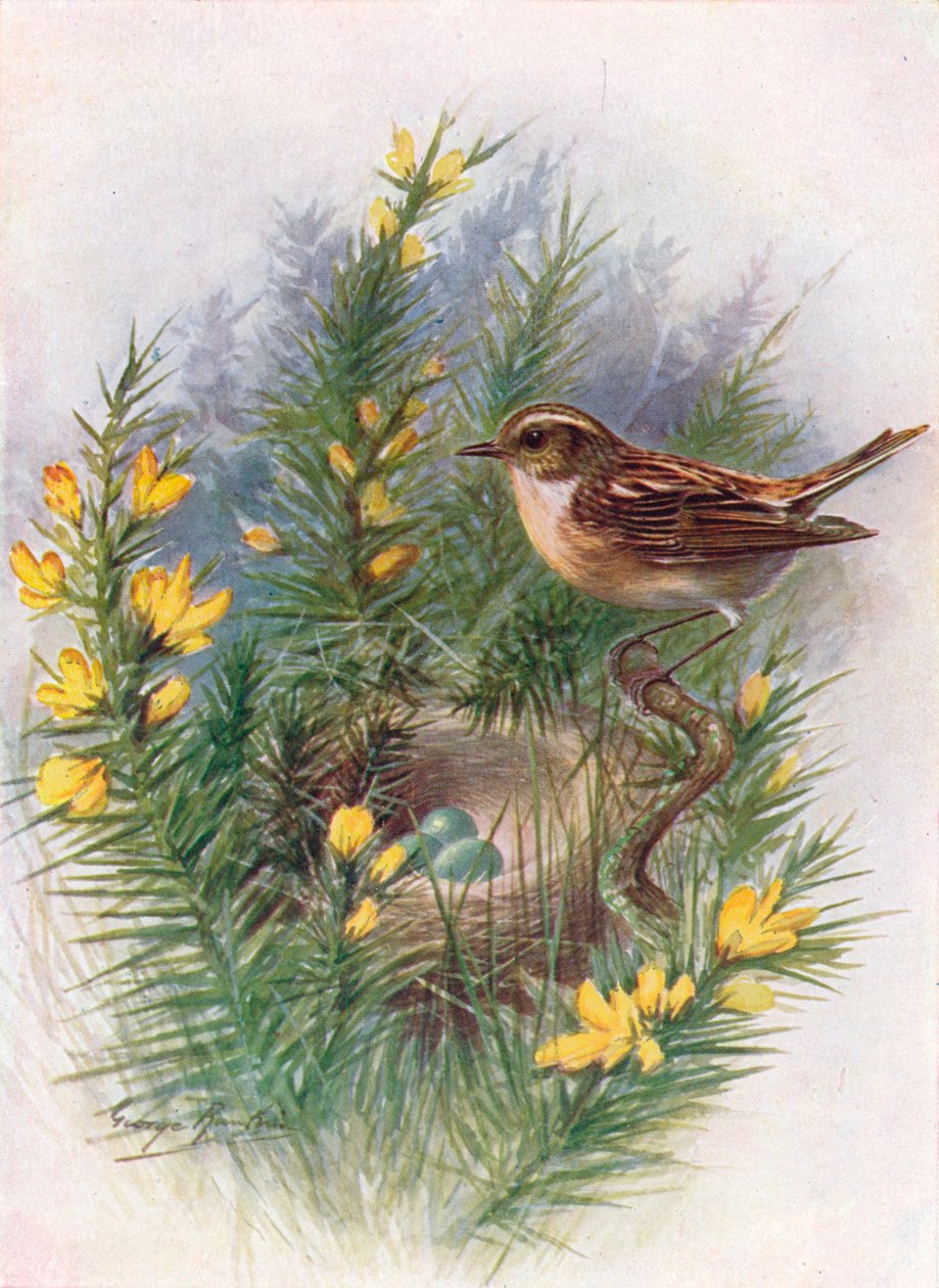 Whinchat - Pratincola rubetra ، c1910 ، 1910 بواسطة جورج جيمس رانكين