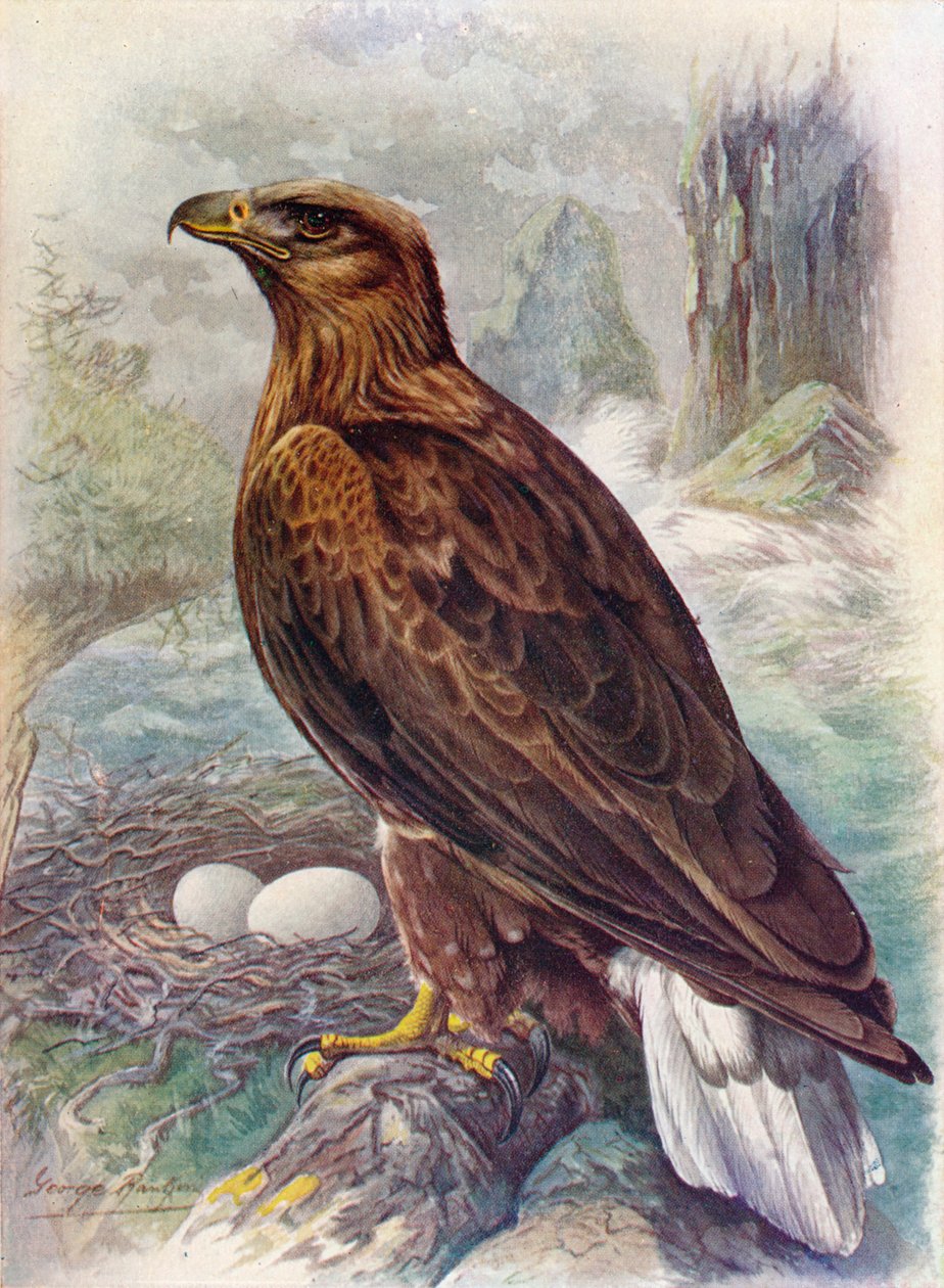 أبيض الذيل أو نسر البحر - Haliaetus albicilla ، c1910 ، 1910 بواسطة جورج جيمس رانكين