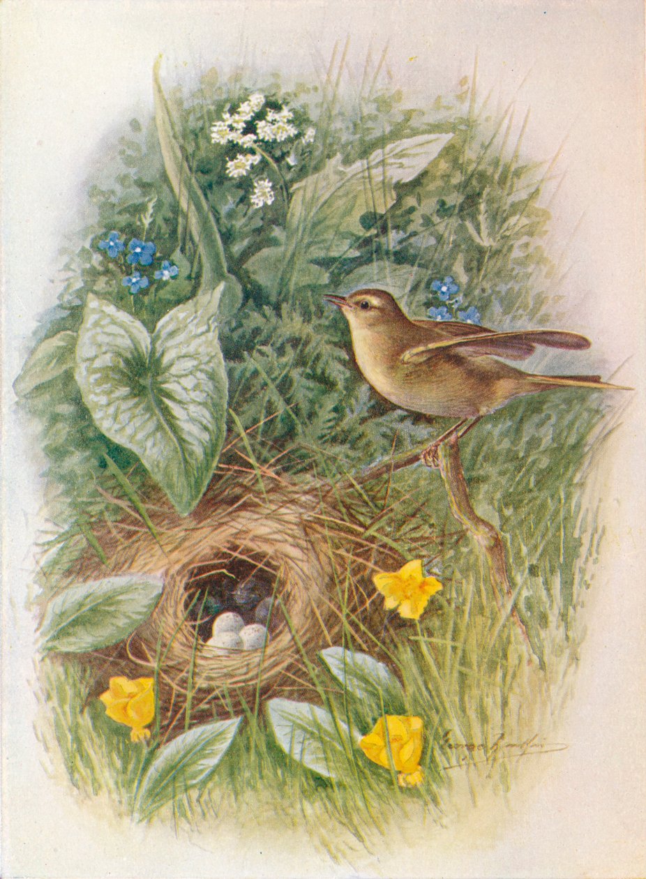 Willow-Wren - Phylloscopus trochilus ، c1910 ، 1910 بواسطة جورج جيمس رانكين