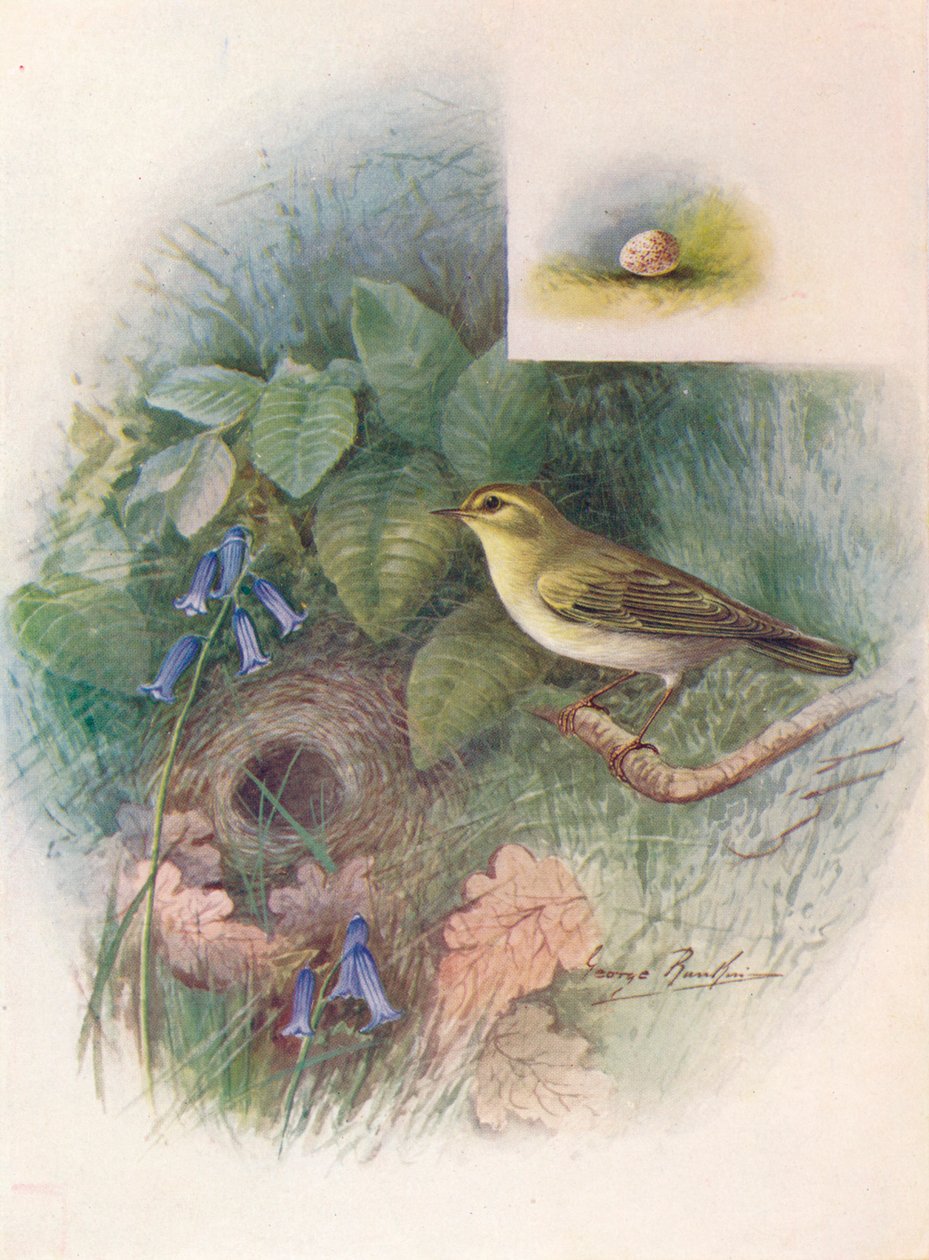 Wood-Wren - Phylloscopus sibilatrix ، c1910 ، 1910 بواسطة جورج جيمس رانكين