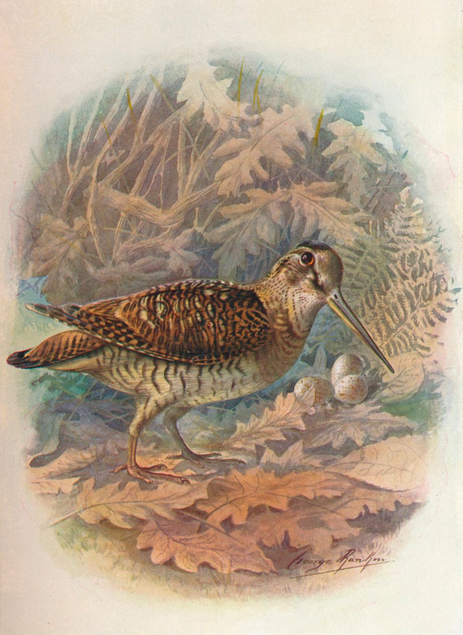 Woodcock - Scolopax rusticula ، c1910 ، 1910 بواسطة جورج جيمس رانكين