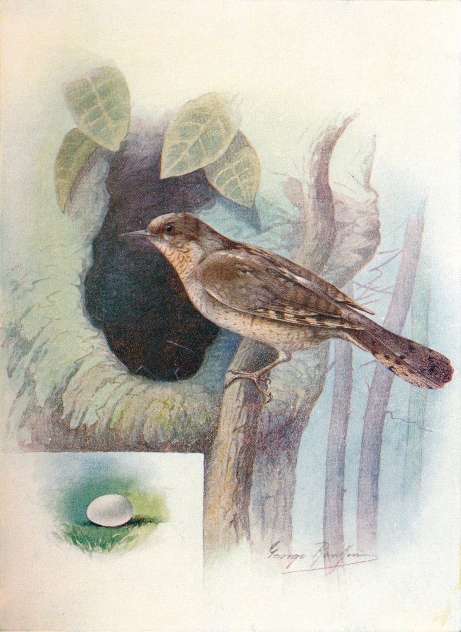 Wryneck - Iynx torquilla ، c1910 ، 1910 بواسطة جورج جيمس رانكين
