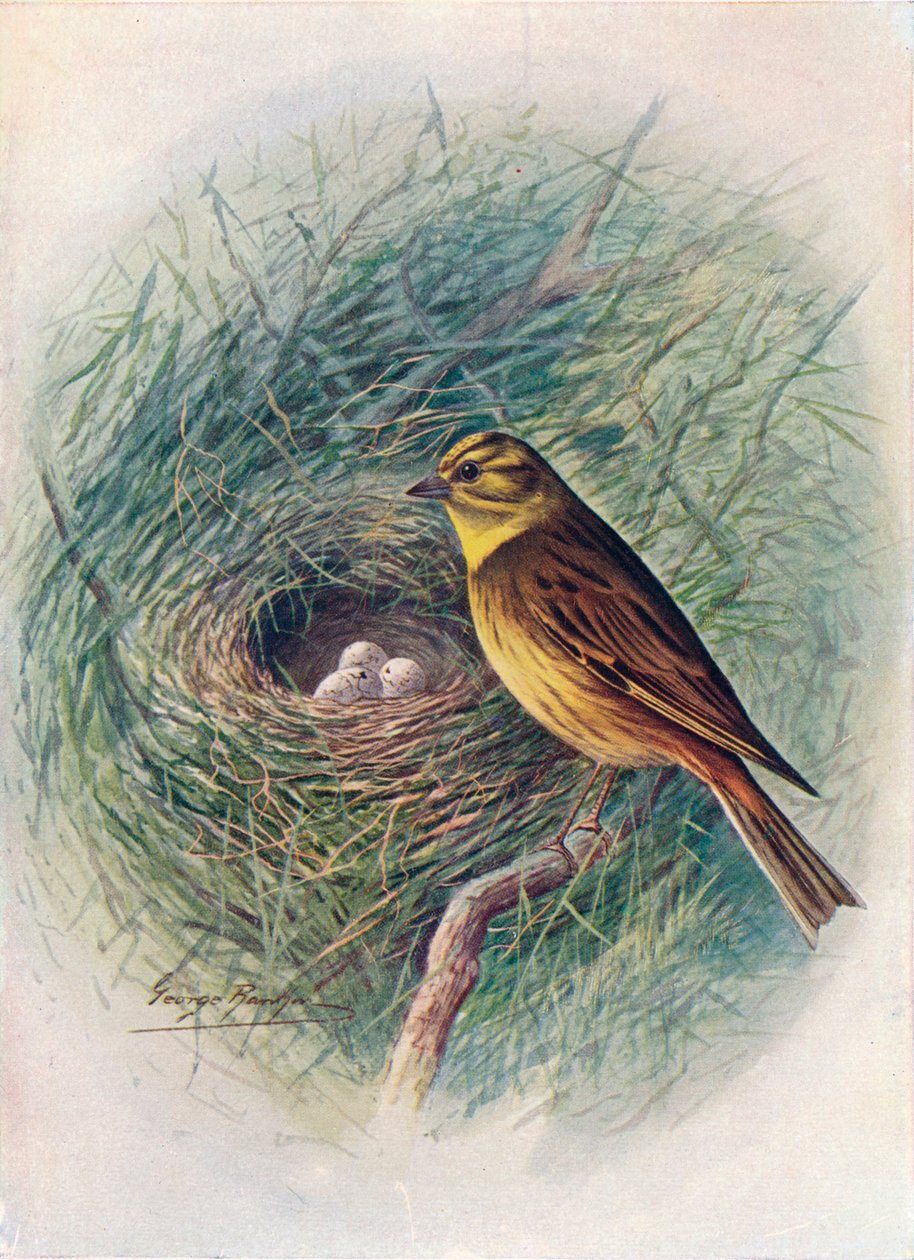 الأصفر المطرقة أو الرايات الصفراء - Emberiza citrinella ، c1910 ، 1910 بواسطة جورج جيمس رانكين