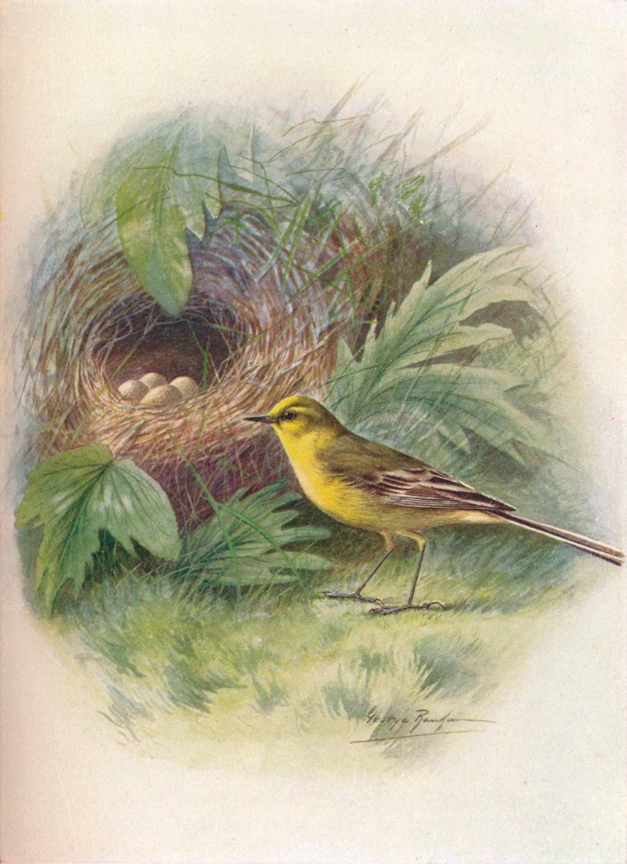 الذعرة الصفراء - Motacilla raii ، c1910 ، 1910 بواسطة جورج جيمس رانكين