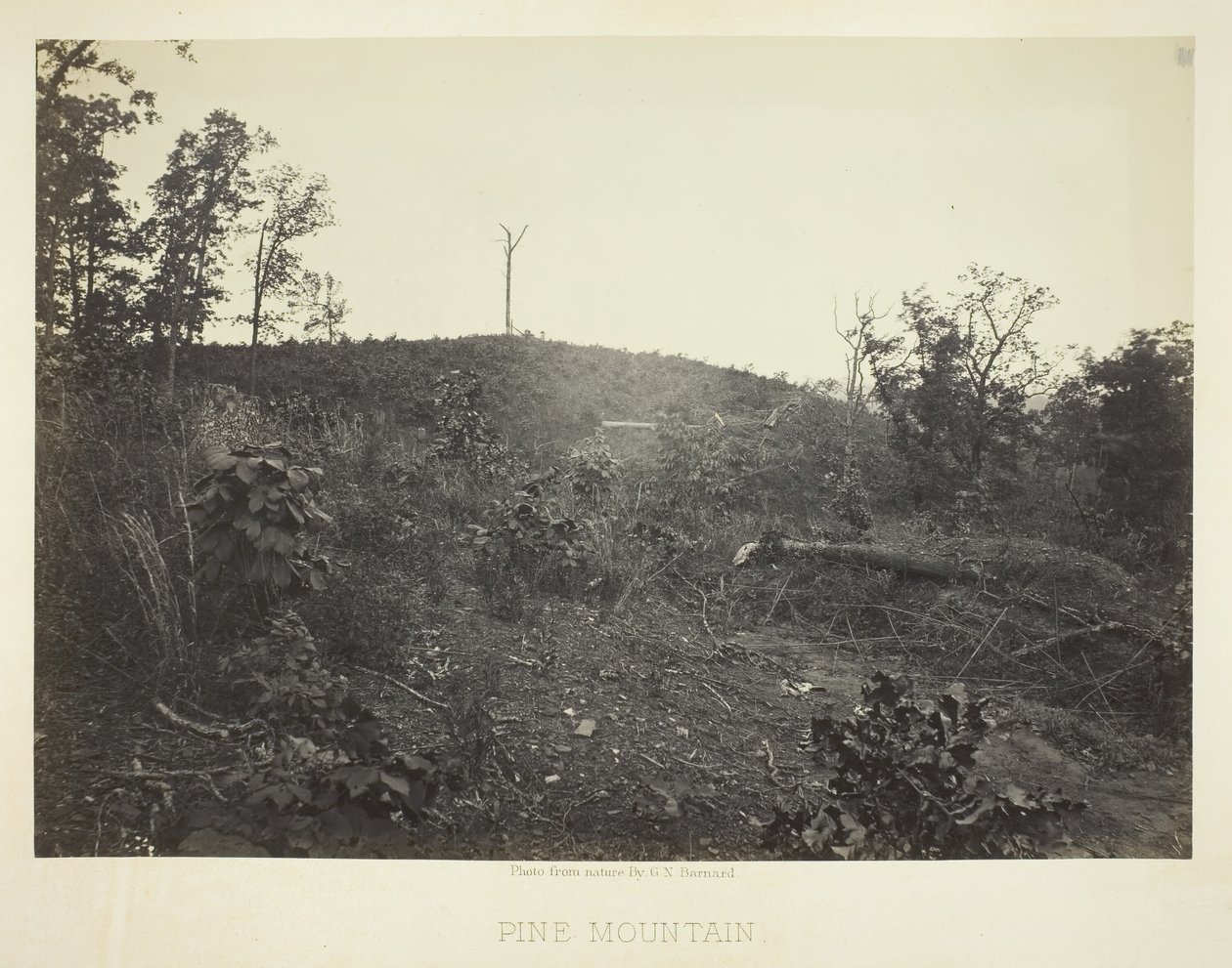 جبل الصنوبر ، 1866. بواسطة جورج إن بارنارد