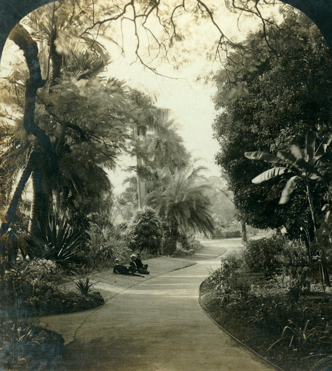 الممر في كوينز بارك ، بريسبان ، أستراليا ، c1909. بواسطة جورج روز