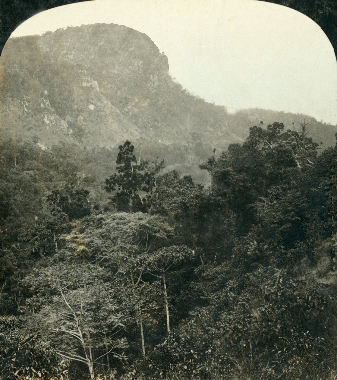 النباتات الاستوائية في مضيق نهر بارون ، ... كيرنز ، كوينزلاند ، أستراليا ، c1909. بواسطة جورج روز