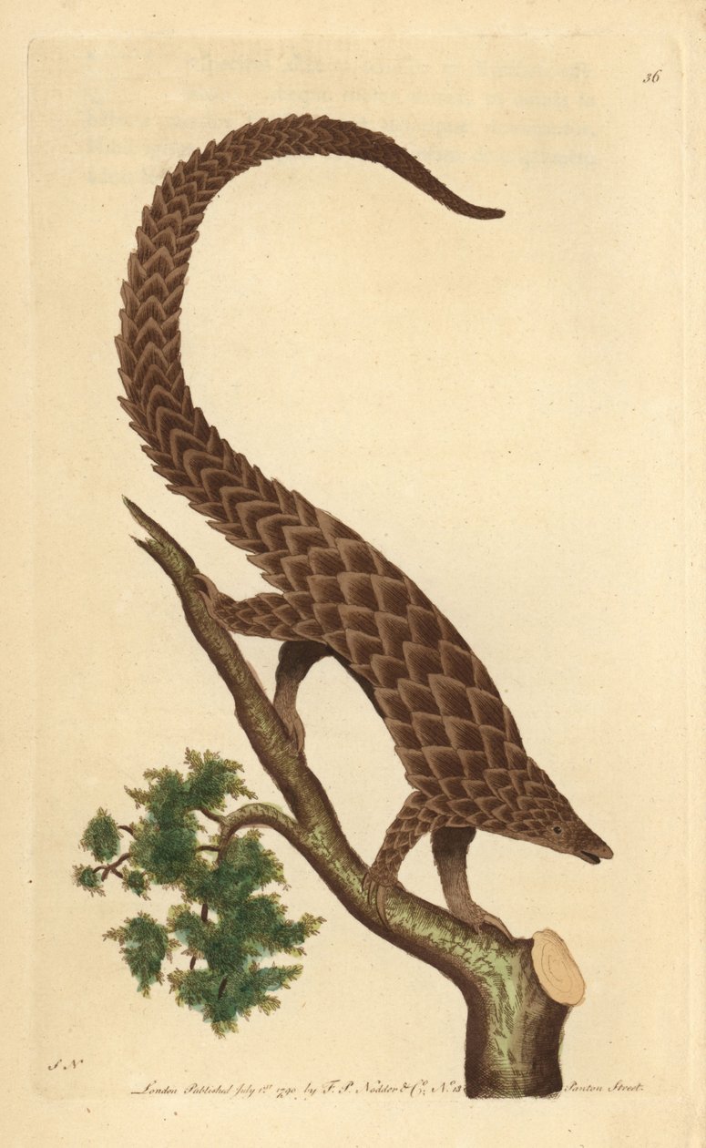 مانيس بأربعة أصابع ، البنغولين طويل الذيل أو البنغول ذو البطن الأسود ، من "The Naturalist