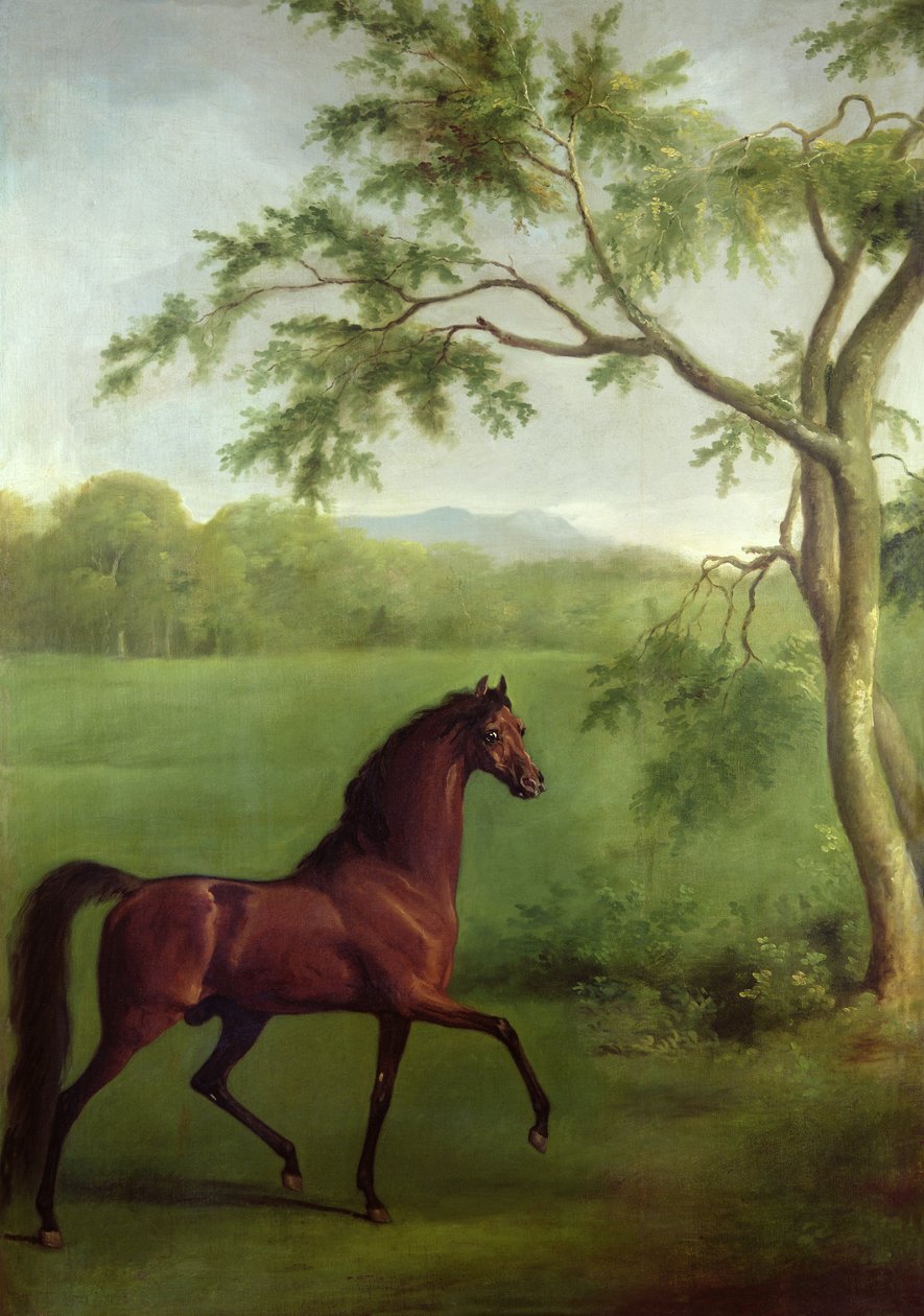An Arabian Stallion beneath a Tree, c.1761-63 (oil on canvas) بواسطة جورج ستابس