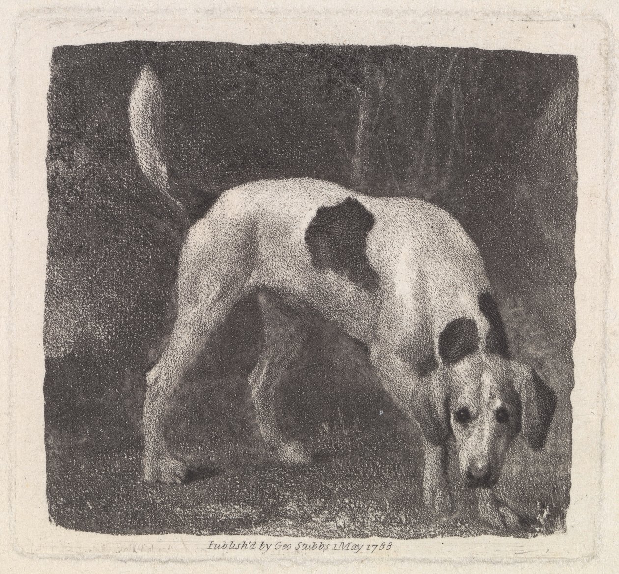 الكلب (A Foxhound on the Scent) منقوش بواسطة الفنان ، الحانة. 1788 بواسطة جورج ستابس