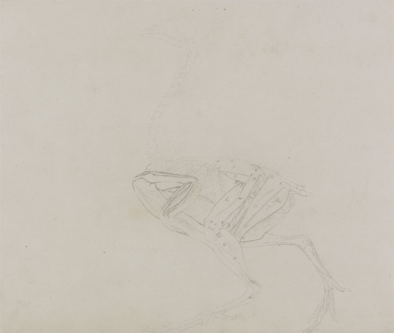 Dorking Hen Body ، منظر جانبي ، من معرض تشريحي مقارن لهيكل جسم الإنسان مع نمر وطيور مشتركة ، 1795-1806 (الجرافيت على ورق نسج رقيق) بواسطة جورج ستابس