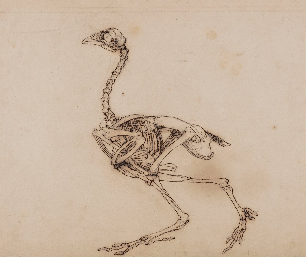 Dorking Hen Skeleton ، عرض جانبي (ربما تم إعداده لشخصية رئيسية غير منشورة) بواسطة جورج ستابس