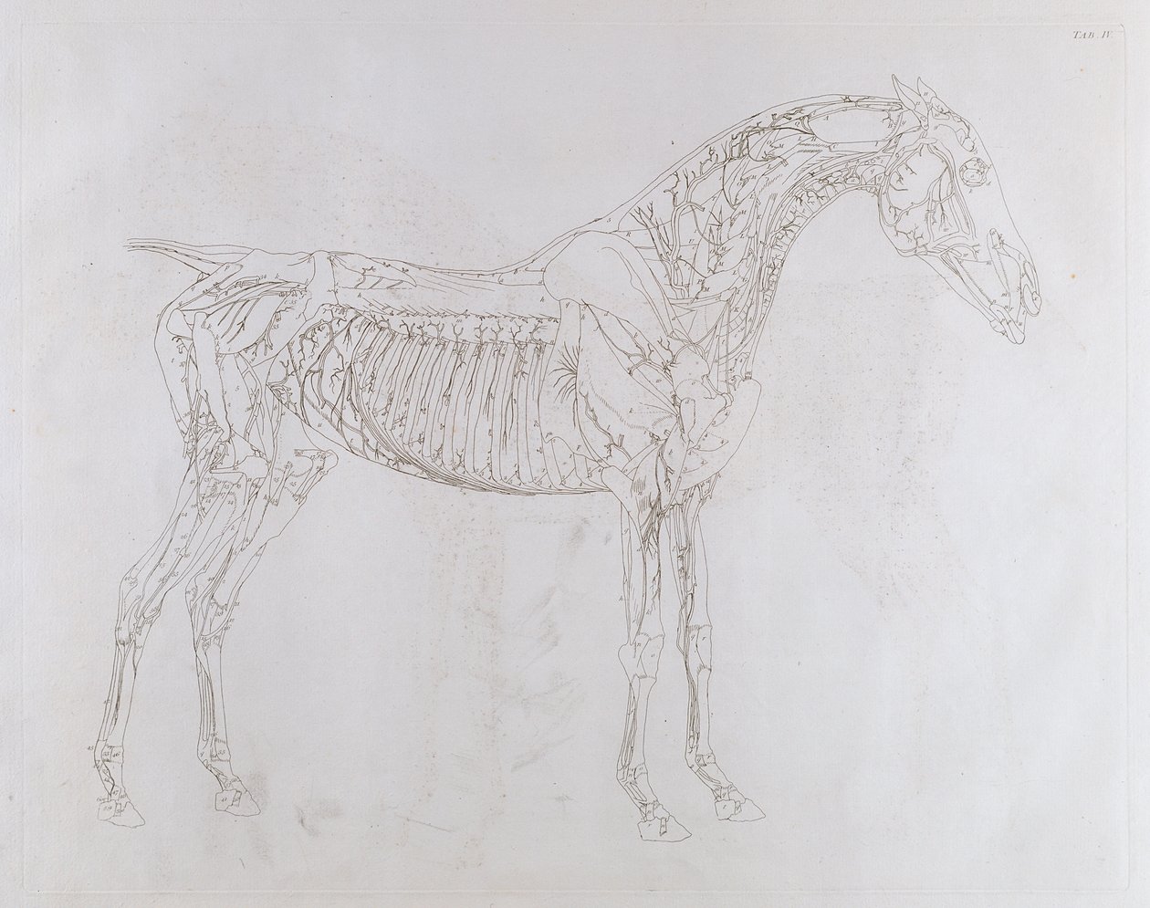 رسم توضيحي من "تشريح الحصان ، بما في ذلك وصف خاص للعظام والغضاريف والعضلات ... في ثمانية عشر منضدة" ، طبعها ج. بورسر ، 1766 بواسطة جورج ستابس