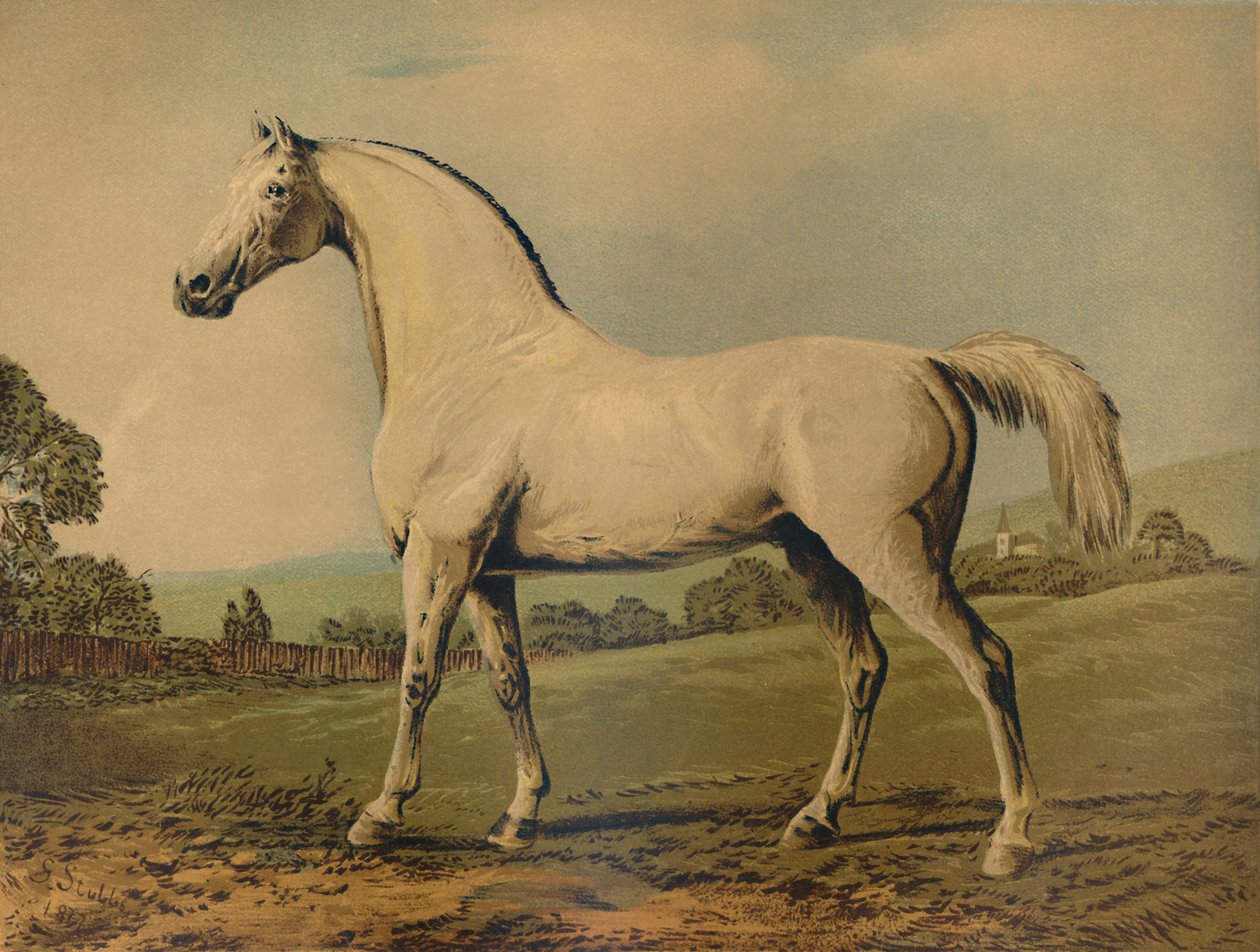 مامبرينو. ولدت من قبل اللورد جروسفينور ، c1770s ، c1879. بواسطة جورج ستابس