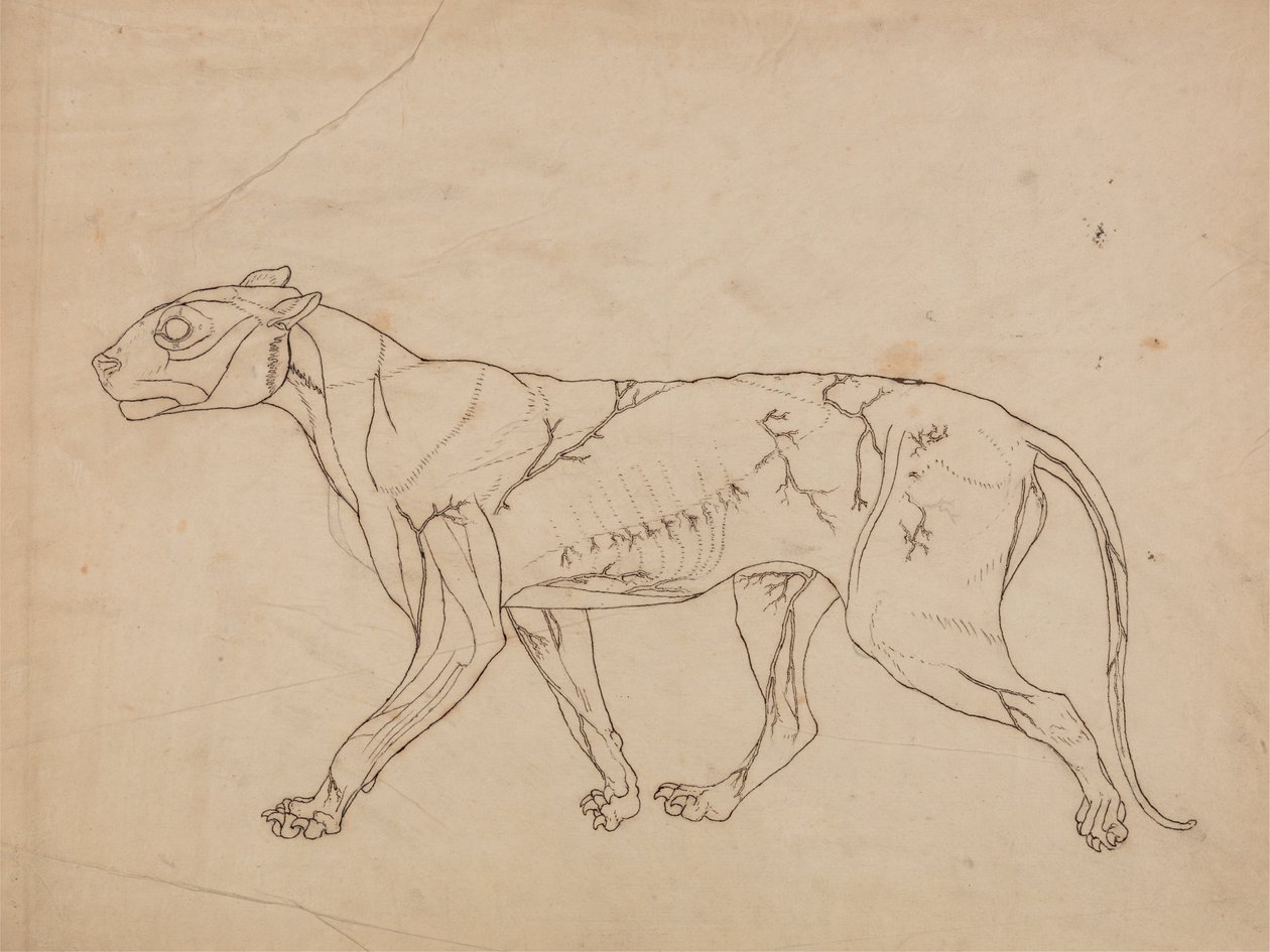 دراسة لنمر ، منظر جانبي ، من معرض تشريحي مقارن لهيكل جسم الإنسان مع نمر وطيور مشتركة ، 1795-1806 (جرافيت على ورق منسوج كثيف) بواسطة جورج ستابس