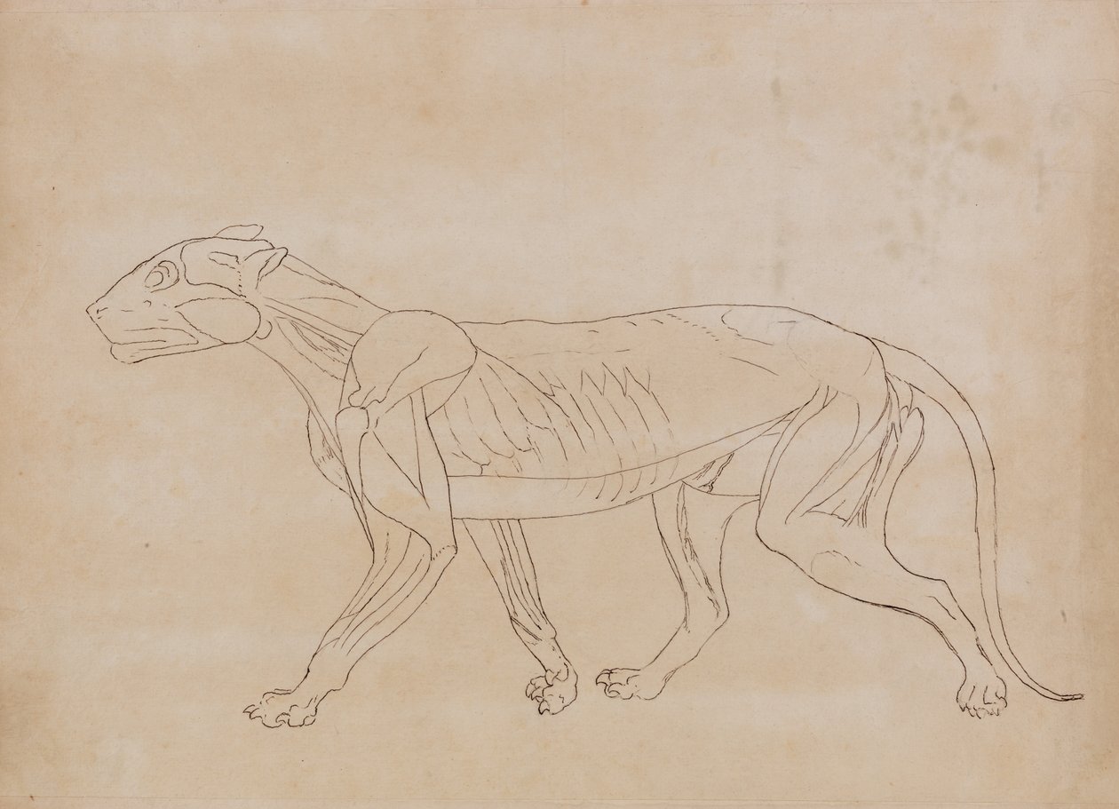 دراسة لنمر ، منظر جانبي ، من معرض تشريحي مقارن لهيكل جسم الإنسان مع نمر وطيور مشتركة ، 1795-1806 (قلم وحبر أسود فوق جرافيت على ورق نسج) بواسطة جورج ستابس