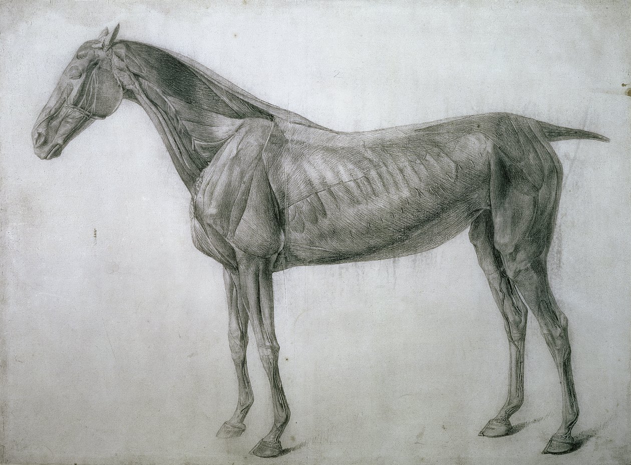 دراسة العضلات: رسم Ecorche يظهر من الجناح ، من الجدول التشريحي الثالث عشر ، من تشريح الحصان ، 1766 بواسطة جورج ستابس