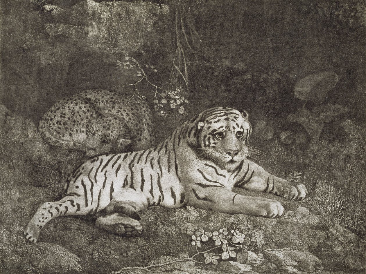 اثنين من Tygers ، نقش من قبل الفنان ، حانة. 1788 (حفر) بواسطة جورج ستابس