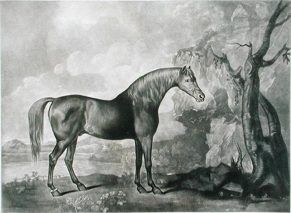 قناع الحصان البني ، بعد جورج ستابس ، 1773 (الميزوتينت) بواسطة جورج تاونلي ستابس