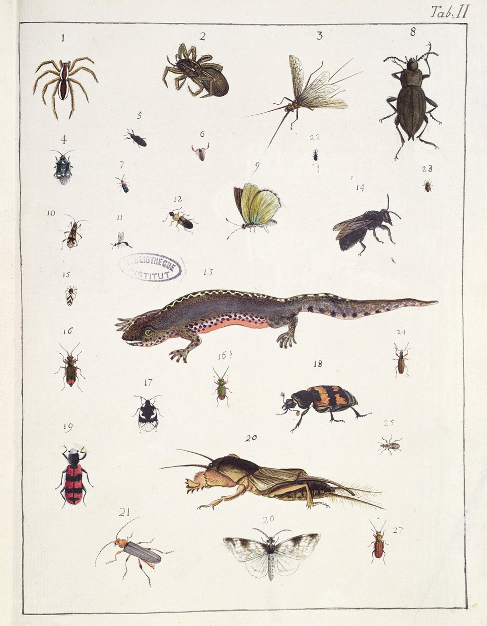 حشرات مختلفة وسحلية ، اللوحة الثانية من "Diarium Zoologicum" ، 1787 (قلم وحبر ومرحاض على ورق) بواسطة جورج كوفييه