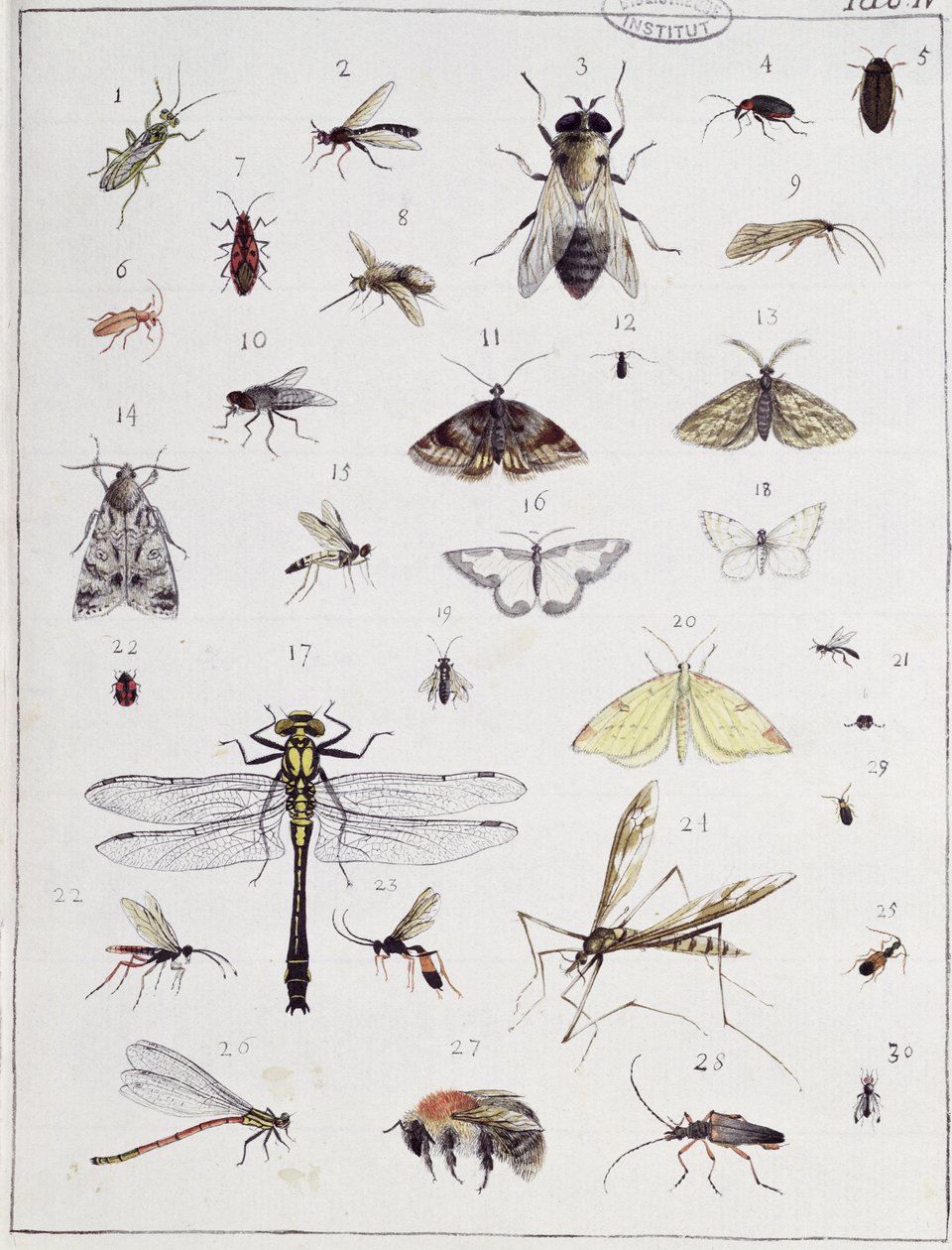 حشرات مختلفة ، لوحة IV من "Diarium Zoologicum" ، 1787 (قلم وحبر ومرحاض على ورق) بواسطة جورج كوفييه