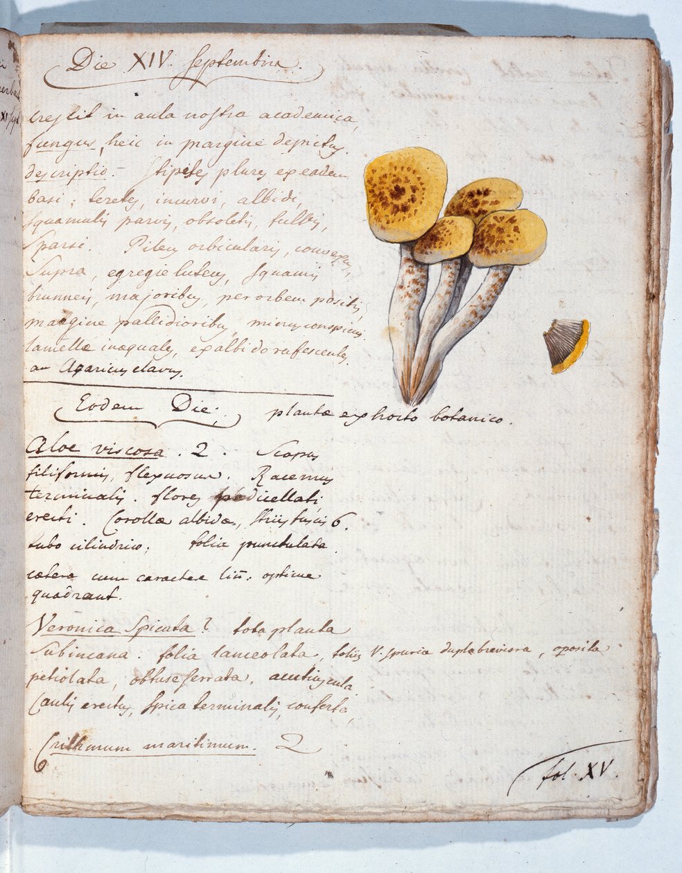رسم توضيحي لأنواع من الفطريات ، من "Diarium Botanicum" للفنان ، 1786 (قلم وحبر ومرحاض على ورق) بواسطة جورج كوفييه